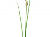 Greater Tussock Sedge (Carex paniculata) BT0231