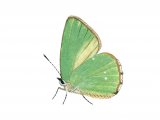 Green Hairstreak (male)  Callophrys rubi IN002