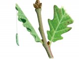 Green Oak Tortrix Caterpillar (Tortrix viridana) IN001