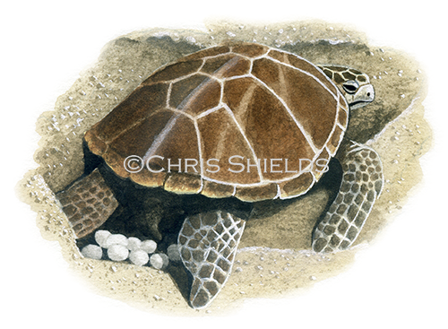 Green Turtle (Chelonia mydas) R0023