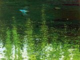 Blue Kingfisher Green Water (print on canvas 55x70cm) B003