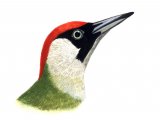 Green Woodpecker female (Picus viridis) B00495