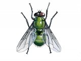 Greenbottle Fly (Lucillia caesar) IN002