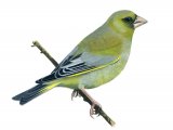 Greenfinch (Carduelis chloris) BD0328