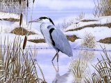 Grey Heron  (Ardea cinerea) BD0338