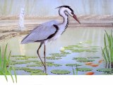 Grey Heron  (Ardea cinerea) BD0337