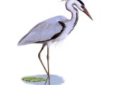 Grey Heron  (Ardea cinerea) BD0338