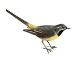 Grey Wagtail (Motacilla cinerea) BD0334