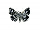 Grizzled Skipper (Pyrgus malvae) IN001