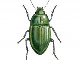 Ground Beetle (Amara aenea) IN002