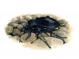 Ground Beetle (Carabus problematicus) IN011
