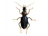 Ground Beetle (Drominus meridionalis) IN003