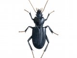 Ground Beetle (Nebria brevicollis) IN006