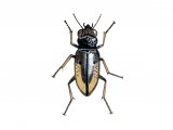 Ground Beetle (Notiophilus sp.) IN009
