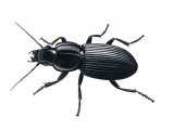 Ground beetle (Pterostichus melanarius) IN008
