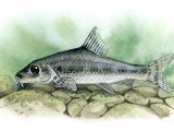 F121 - Gudgeon (Gobio gobio)