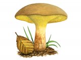 Gyrodon lividus (Alder Bolete) FU001