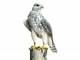 Gyrfalcon (Falco rusticolus) BD0516