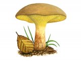 Gyodon livudus (Alder Bolete) FU001