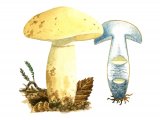 Gyroporus cyanescens (Cornflower Bolete) FU001