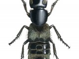 Hairy Rove Beetle (Creophilus maxillosus) IN003.jpg