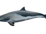 Harbour Porpoise (Phocoena phocoena) M001