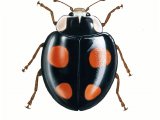 Harlequin Ladybird (Harmonia axyridis) IN001