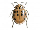 Harlequin Ladybird (Harmonia axyridis) IN009