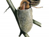 Hawkthorn Sawfly (Trichiosoma tibiale) IN001