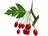 Hawthorn Berries (Crataegus monogyna) BT024