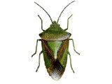 Hawthorn Shield Bug (Acanthosoma haemorrhoidale) IN001