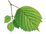 Hazel leaves (Corylus avellana) BT030