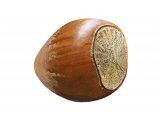 Hazel nut (Corylus avellana) BT031