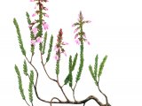 Heather (Calluna vulgaris) BT0237