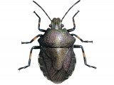 Heather shieldbug (Rhacognathus punctatus) IN001