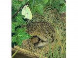 Hedgehog (Erinaceus europaeus) M002