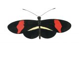 Common Postman (Heliconius melpomene) IN001