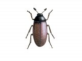 Hide Beetle (Dermestes maculatus) IN001