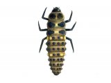 Hieroglyphic Ladybird Larvae (Coccinella hieroglyphica) IN002