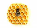 Honey Bee (worker) Apis mellifera IN005