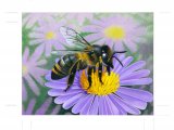 Honey Bee (worker) Apis mellifera IN007