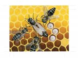 Honey Bee (worker and Queen) Apis mellifera IN008