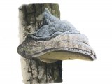 Fomes fomentarius (Hoof Fungi) F001