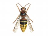 IH086 - Hornet queen (Vespa crabro)