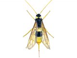 IH089 - Horntail (Uroceras gigas)