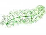 Hornwort (Ceratophyllum submersum) BT0121