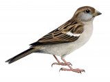 House Sparrow juvenile (Passer domesticus) BD0438