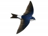 House Martin (Delichon urbica) BD0341