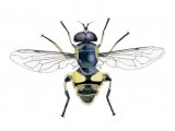 Hoverfly (Myathropa florea) OS007