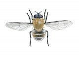 Hoverfly (female) (Criorhina berina) IN001